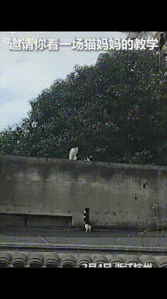 “上人民日报了！”浙江杭州，网友无意间拍到一段视频冲上热搜，视频中的主角是猫妈妈