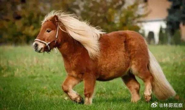 商家称马年矮脚马销量暴涨7成别以为马都得草原跑，现在矮脚马火到能住小区！马年将至