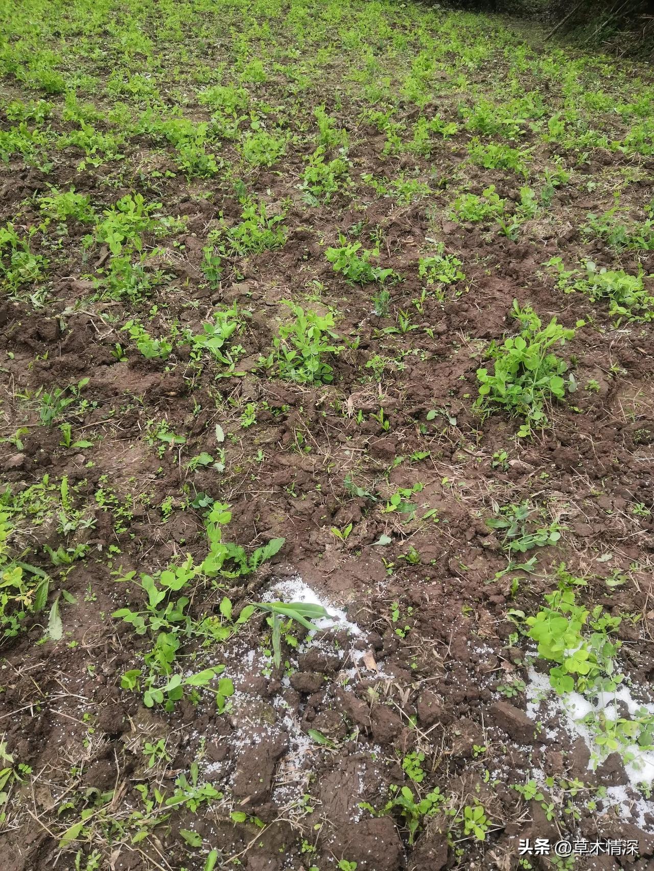 这张图片是在中江县冯店农村，在土里面除草，又在丢肥料，可是一不小心漏撒了很多，为