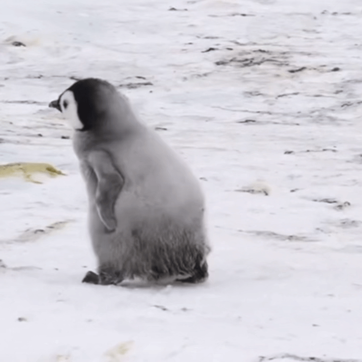 室友回来了，半夜趁娃睡着了 ，我们俩偷偷出去宵夜吃烧烤去了。[嘻嘻]吃的时候很爽