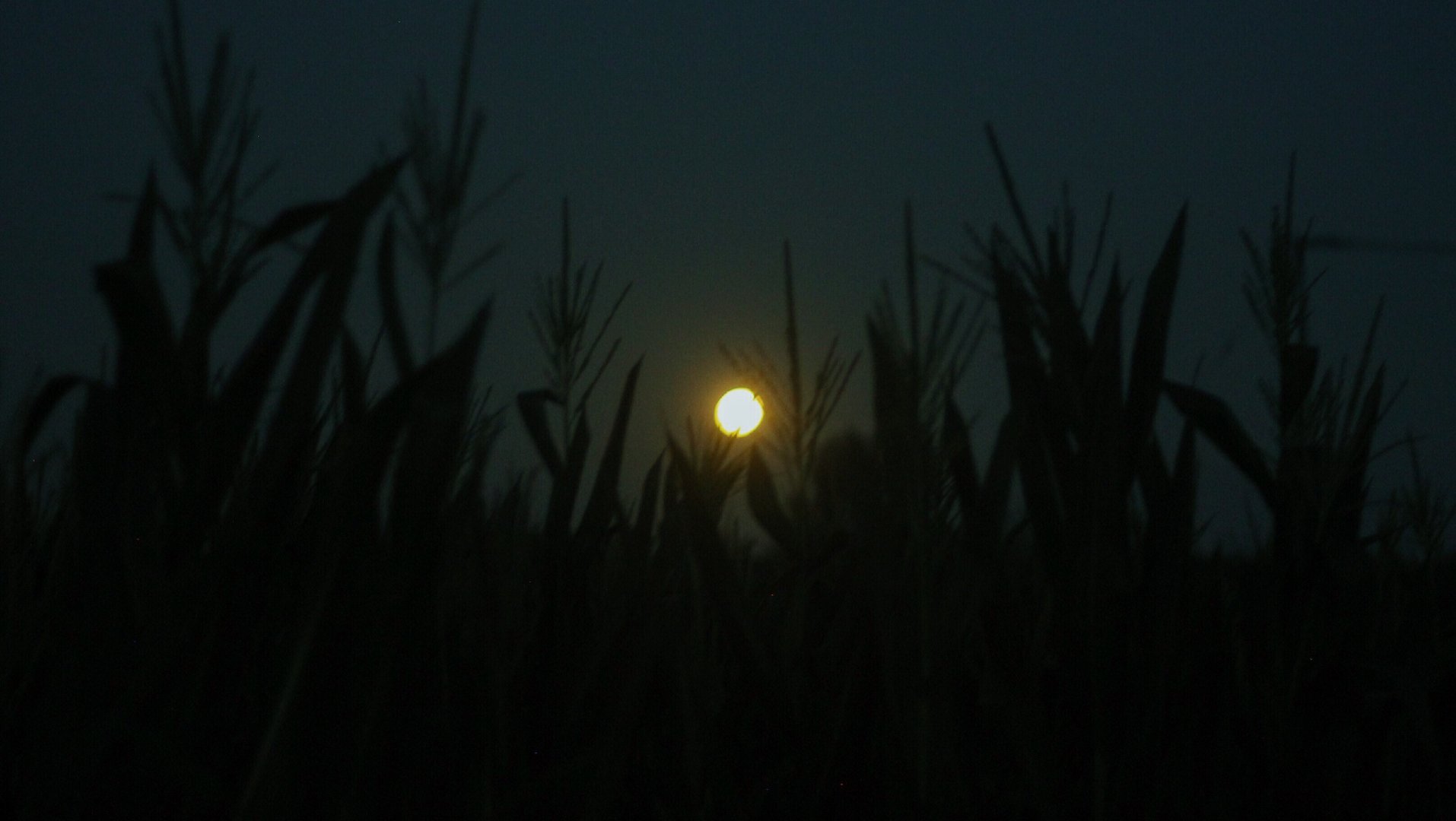 哪怕是一只萤火虫喜欢上月亮，它也会想把自己所有的光都给它。跟喜欢的人多强大没关系