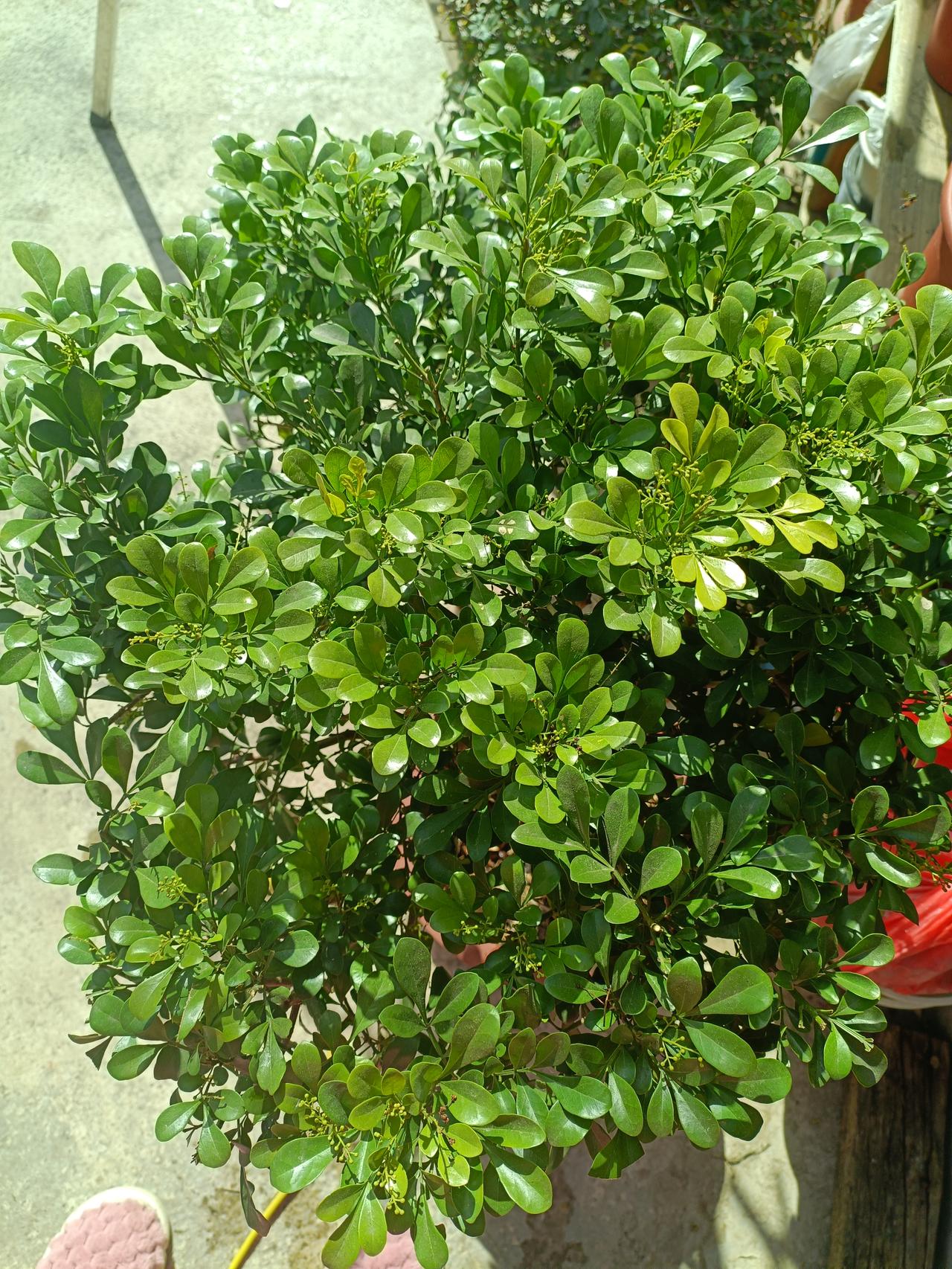 晒晒你随手一拍的花朵，我家里的花