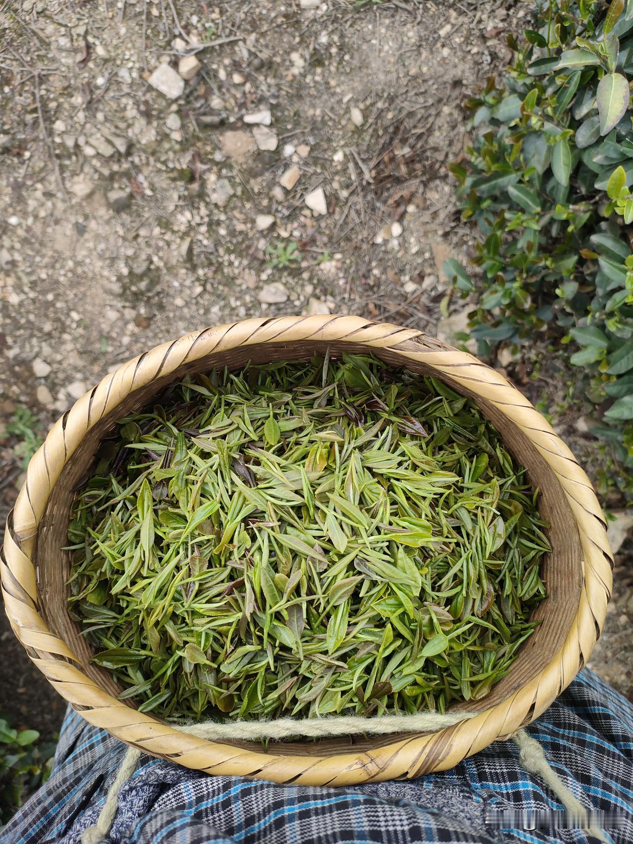 记录我在山区，采摘信阳毛尖的日子。
看俺采的茶叶中不中，老板整天叫，嫌采的大，俺