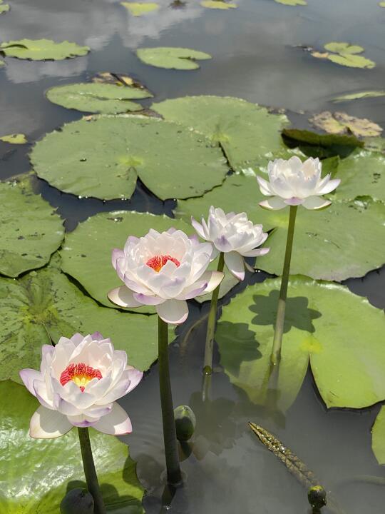 澳洲睡莲