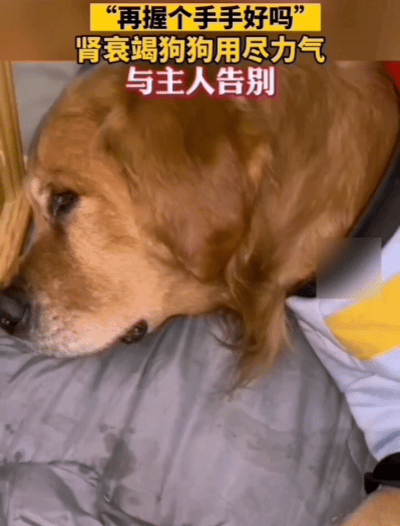 “再握个手手，好不好呀？”狗狗只剩最后一丝力气，却还是顺着主人的声音，慢慢把爪子