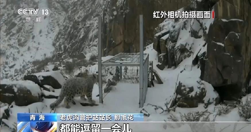 今年3月，一只名叫“凌小蛰”的雪豹幼崽在青海玉树被发现时命悬一线，如今它已恢复健