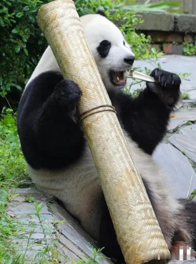 [笑哭]小奇迹这是啥造型儿呀？边吃东西边扛着一卷凉席，这是想吃饭吃累了的时候打开