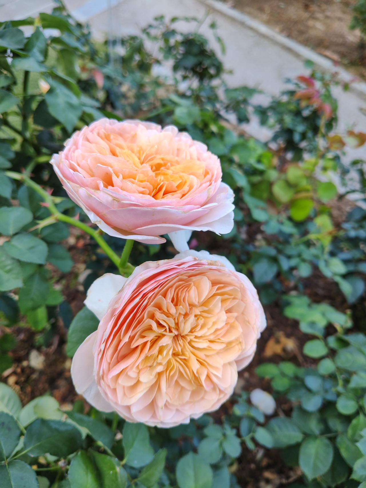 沪指长阳后，有些板块值得重点关注。比如大金融板块，银行、券商往往是市场的风向标。