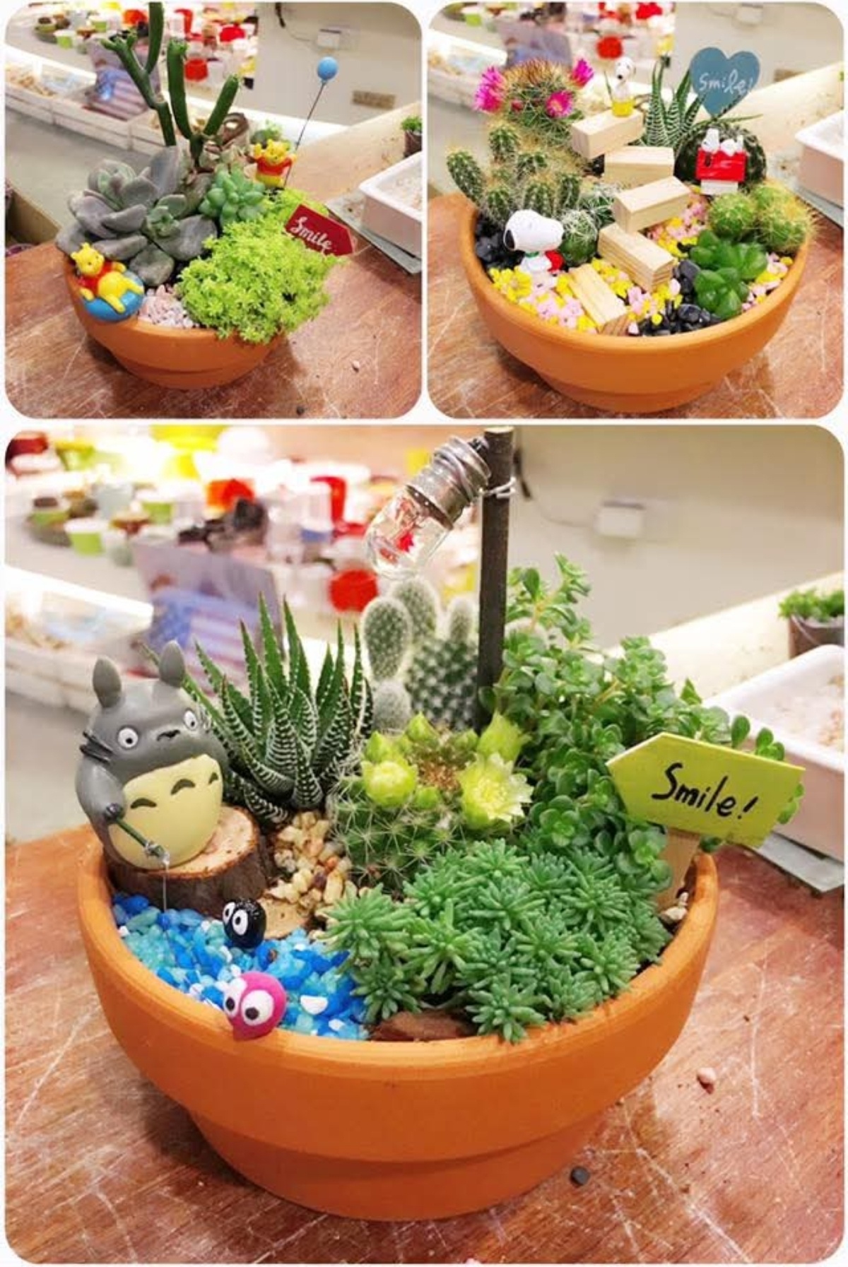 【多肉植物】2⃣️多肉植物色彩的搭配在多肉植物的颜色搭配方面，我们可以添选择蓝色