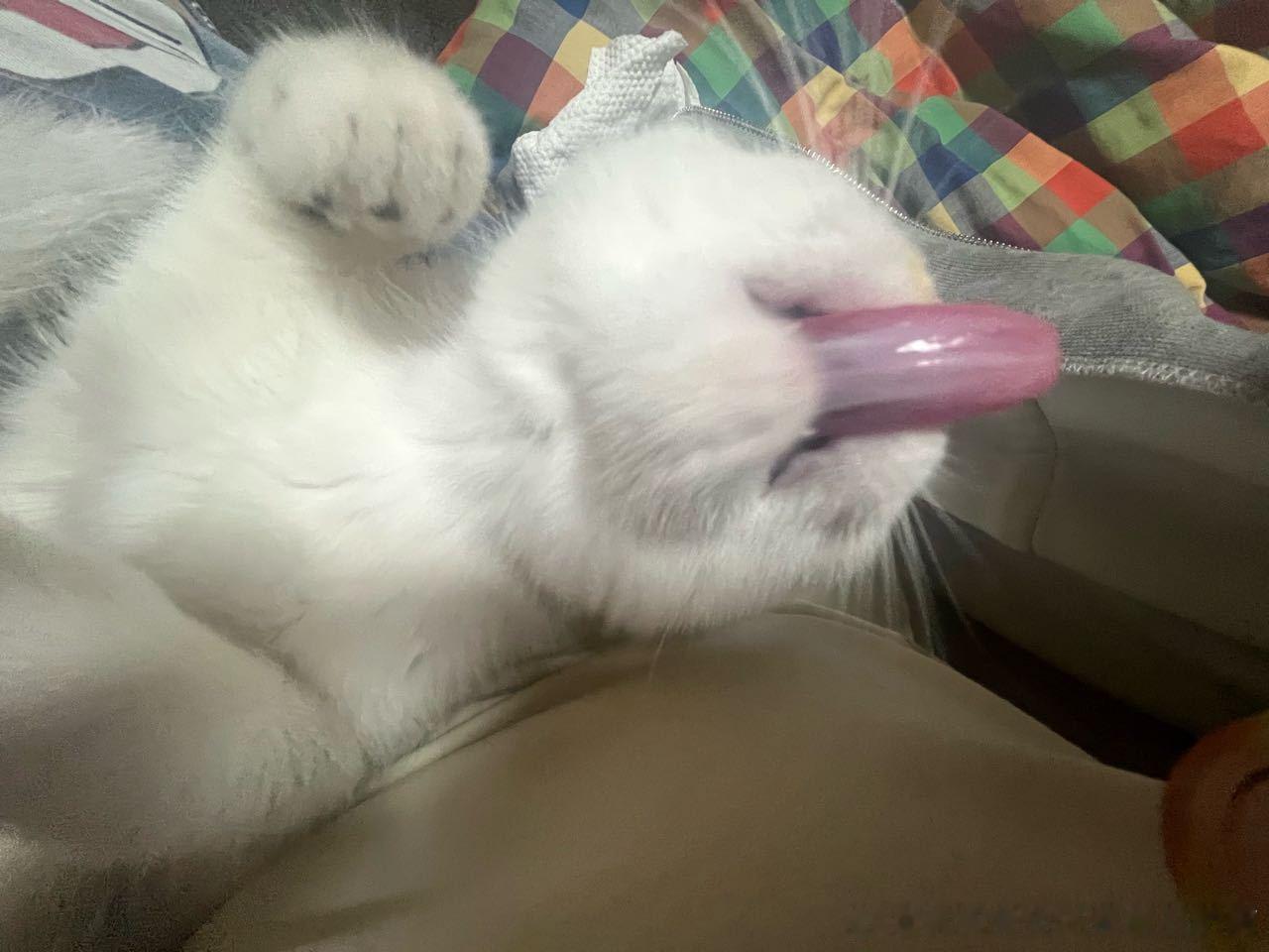 49433【外貌丑】长舌咪 