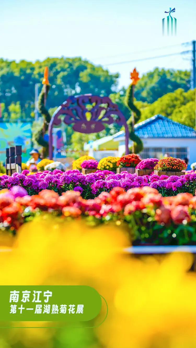#江苏进入赏菊黄金期# 人一旦过了二十岁，赏花的血脉就觉醒了。[飞吻]金秋十月，
