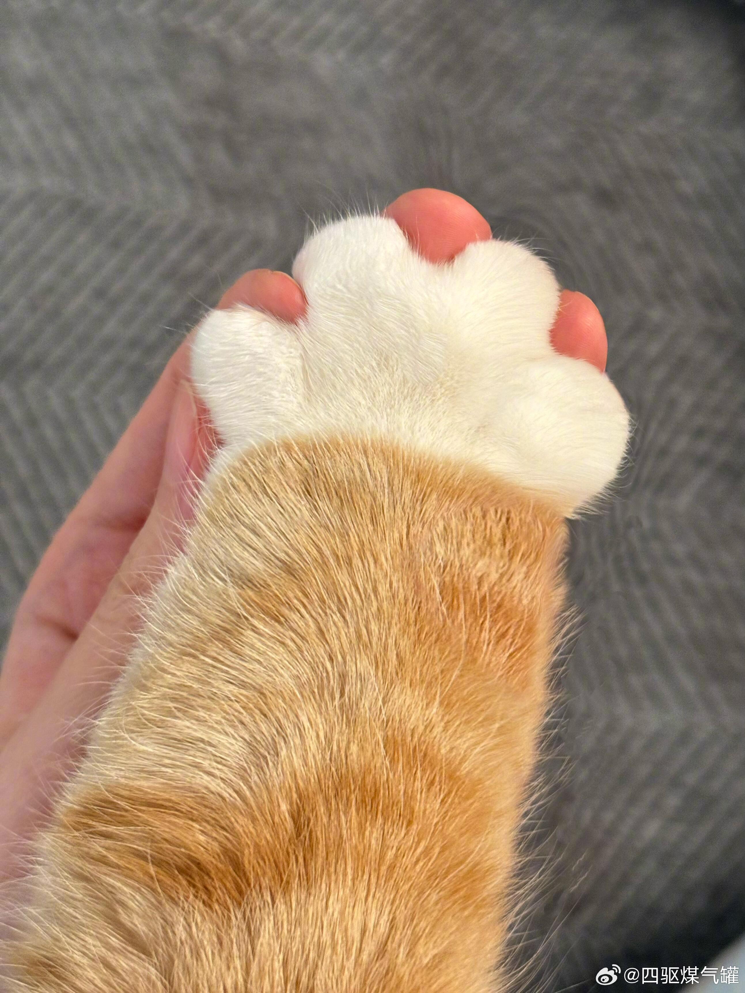 小胖手🐈好胖好可爱啊啊啊啊 
