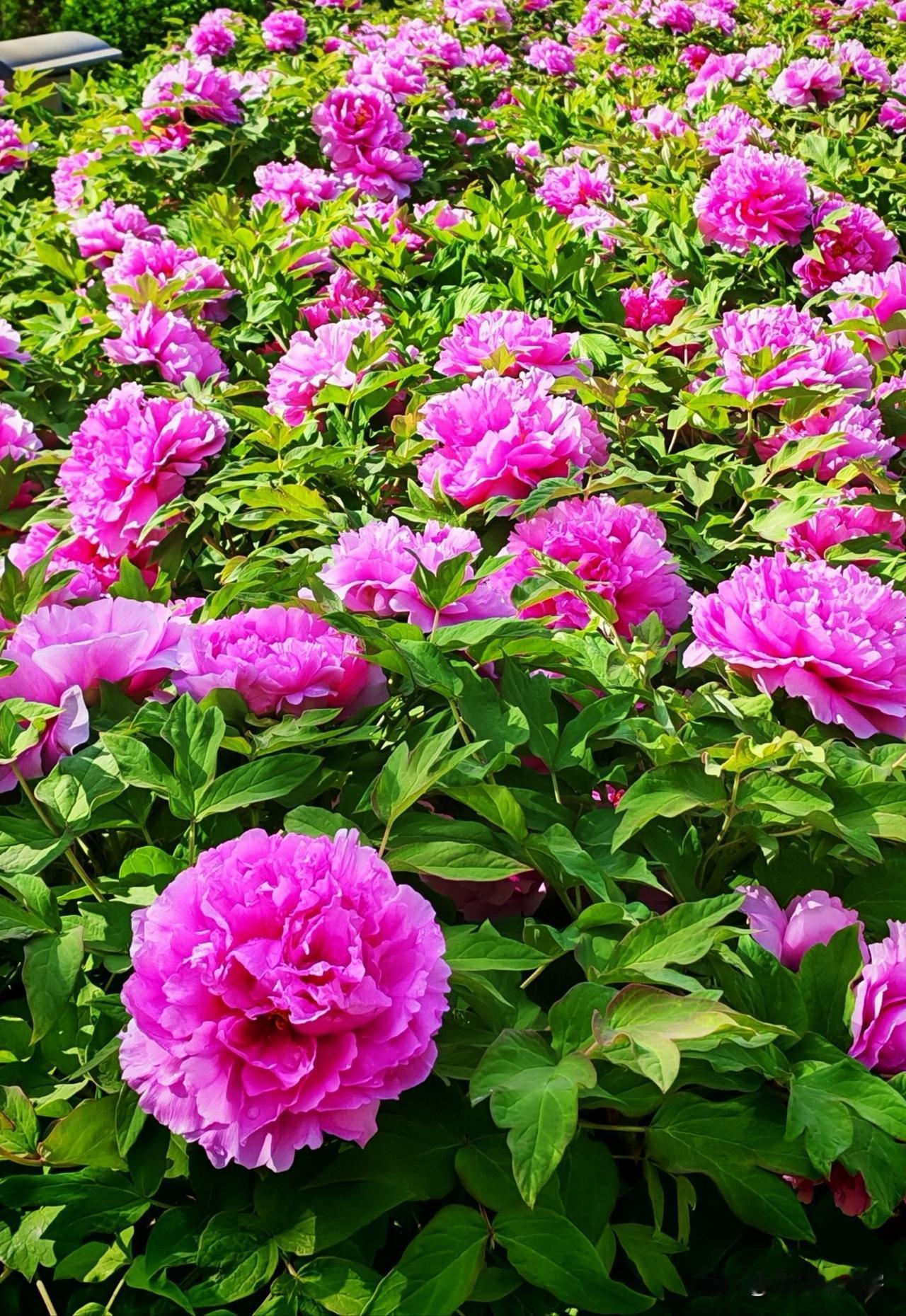 《谷雨花》
[微风][微风][微风]
我静立时，
露珠正爬上三层台阶，
风过处，