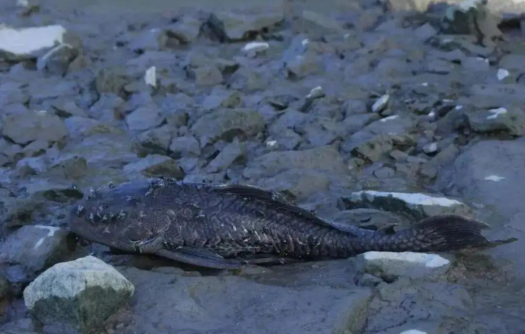 这种鱼成功入侵了全世界，营养丰富肉质鲜嫩，在我国却惨遭钓鱼佬嫌弃罗非鱼在江里乱窜