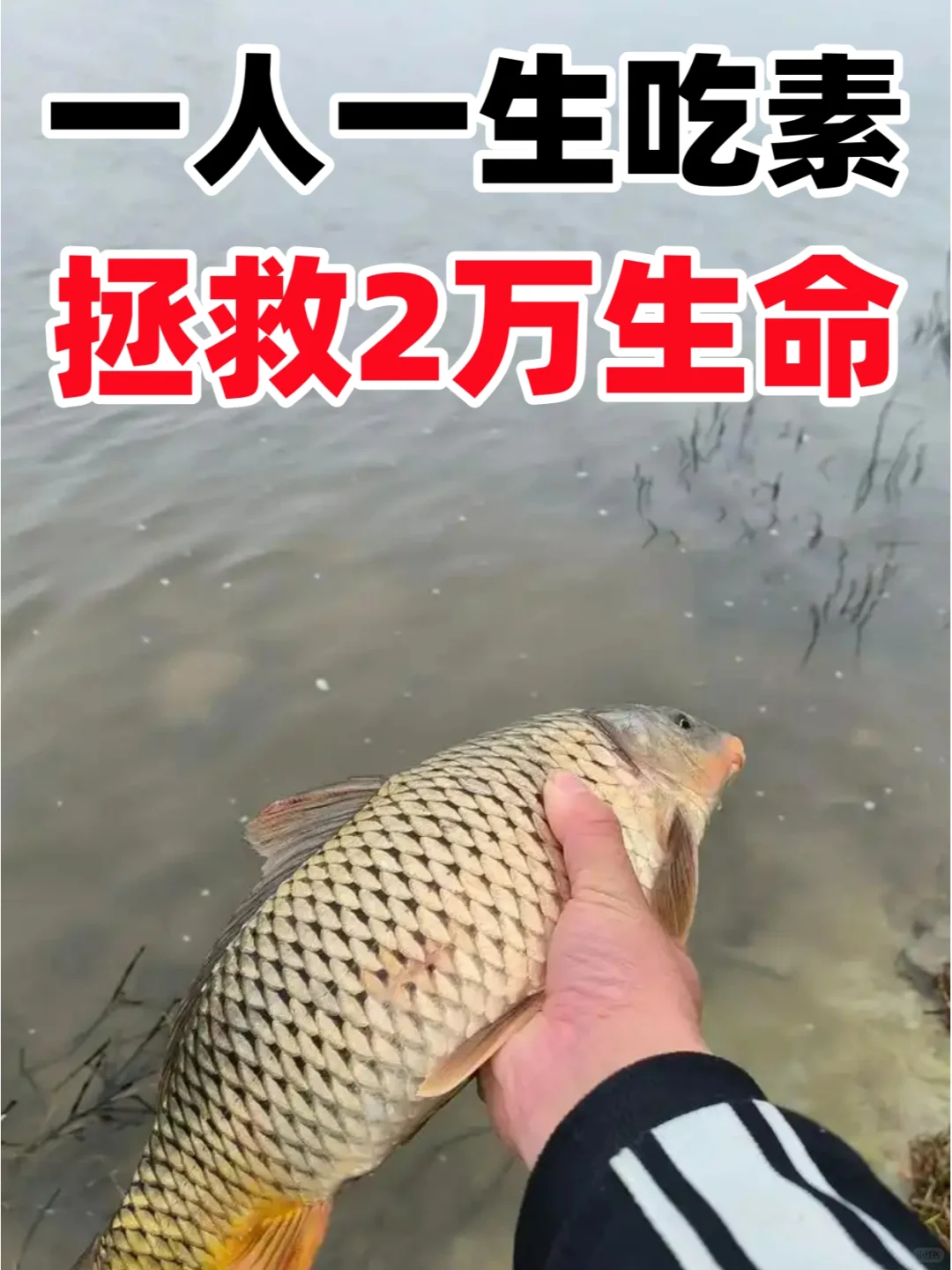 素食10年一人一生吃素，可拯救2万多条生命
