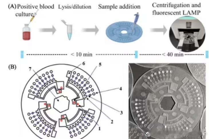 国产新型血流感染诊断芯片问世 国际顶级期刊《Analytical Chemist