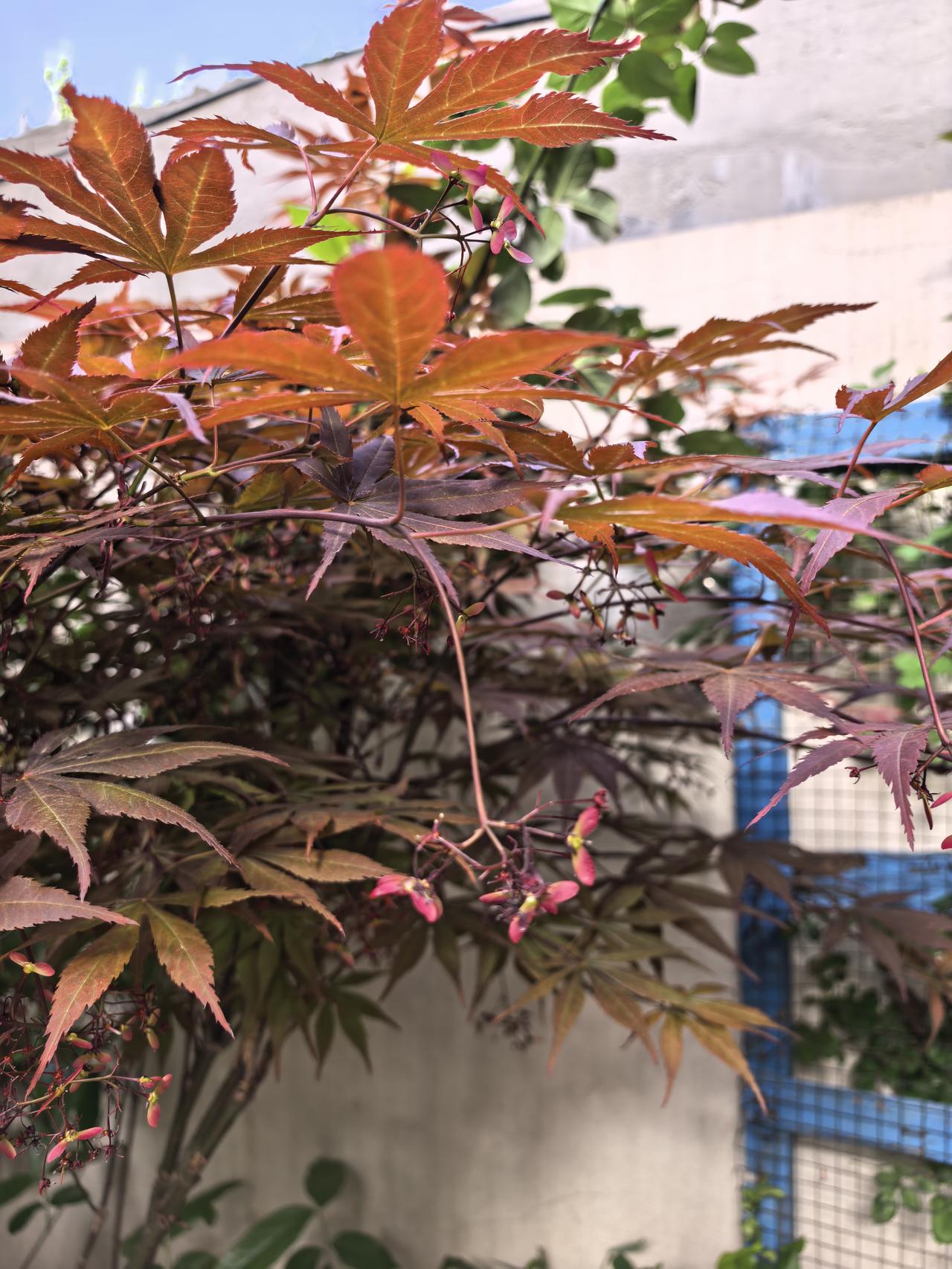 我的小院一角。红枫。
现在杜鹃花海棠花月季花玫瑰花牡丹花正在盛开。
原来红枫不仅