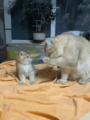 小猫崽学妈妈洗脸，萌萌的，特可爱。