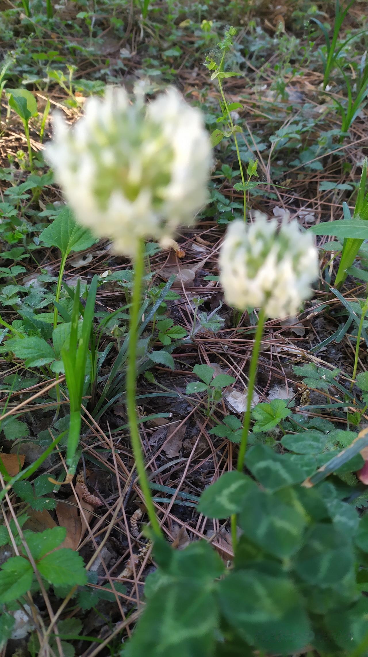 对联飞花令 幸运草花
出句：莫嫌草姓阶前贱（雪浪）
对句：寻到灵根世上稀（雪浪）