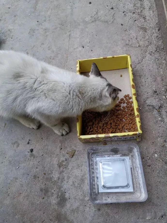 网友分享：看到小区门口一只流浪猫，猫食盆旁边一封小学生的信让人暖心了。​​​