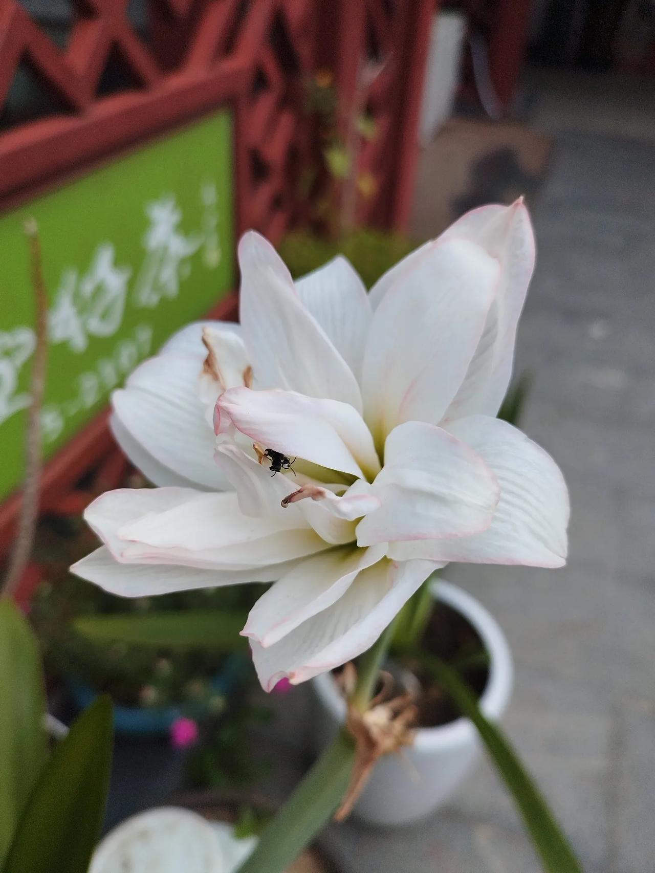 浣溪沙   秋音
云淡天高唱雁鸿，陌阡草棘噪鸣虫，凉蝉树上叹西风。
沃野稻田波浪