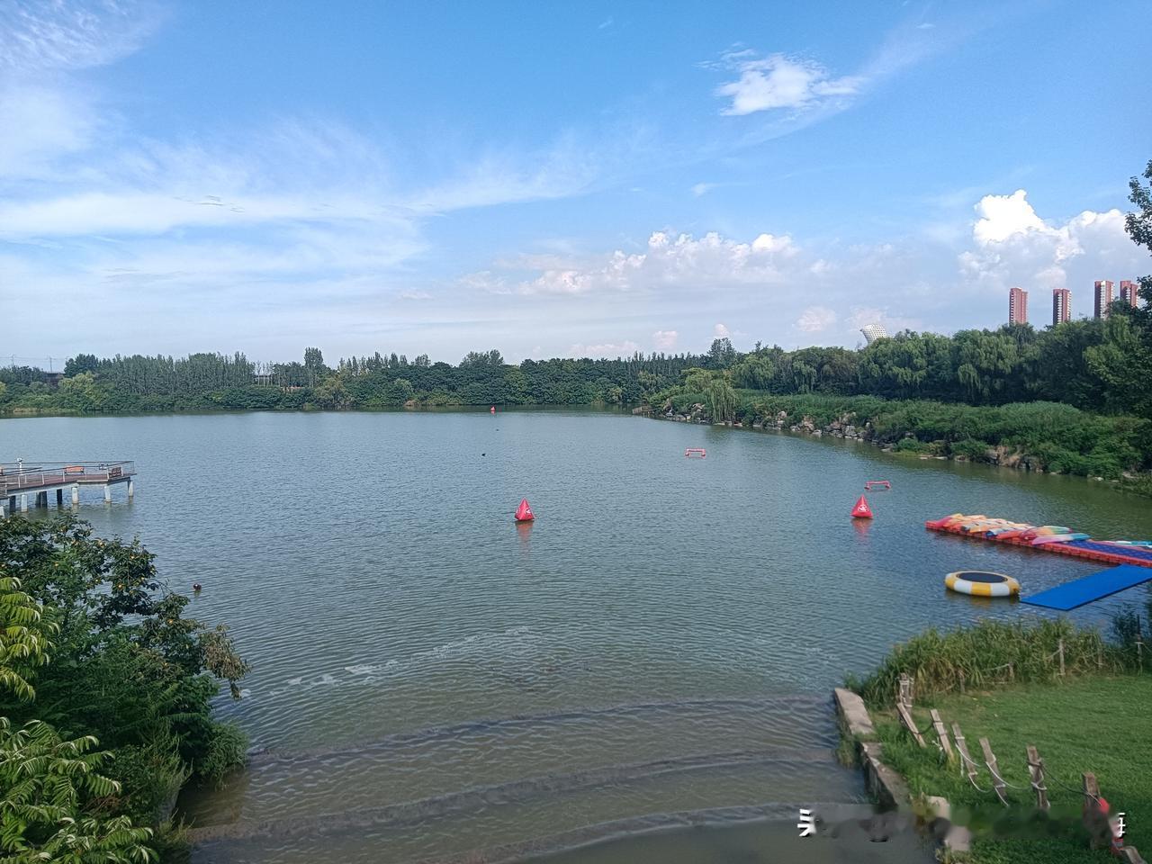 今天下午去北郊的浐灞湿地公园看彼岸花了，花儿就开在有大片绿荷与白杨树相间的水岸上