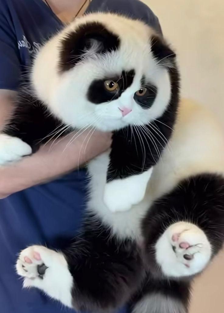 谁家熊猫这么丑😂