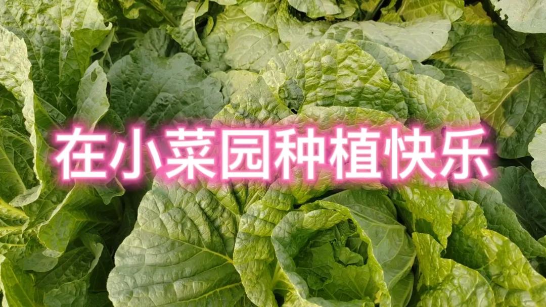 #一句话形容秋日的生活#秋季小菜园里，蔬果飘香，满是丰收的喜悦。在这里，感受自然