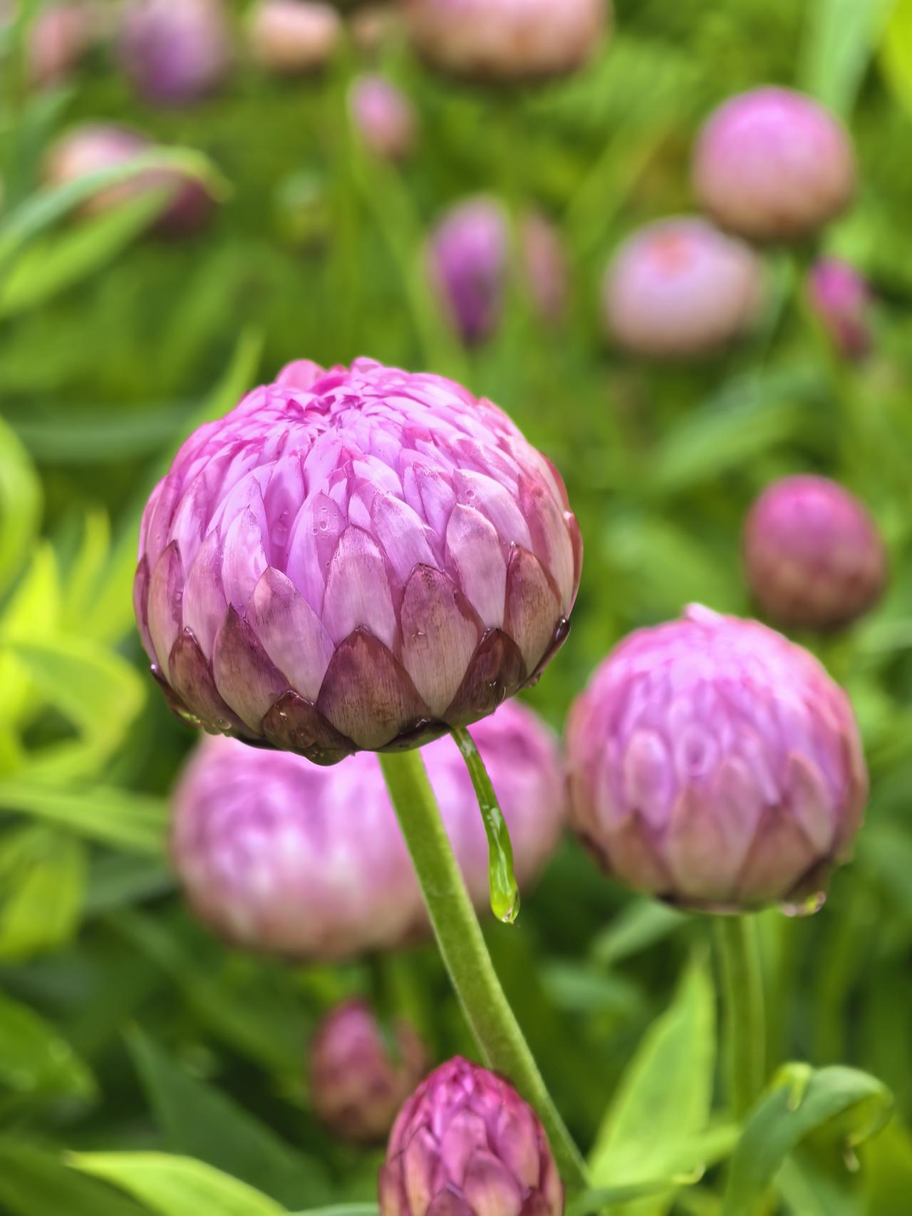 麦秆菊（也叫蜡菊、脆菊），是一种自带“永生花”属性的植物✨它的花瓣（其实是总苞片