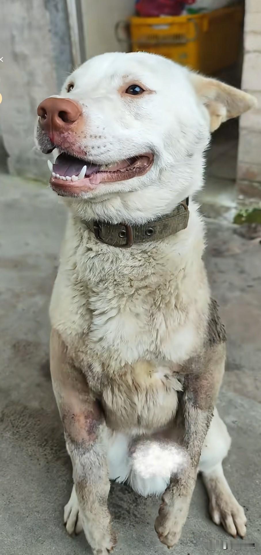 一只极为乖巧的流浪狗，前腿惨遭打断，仅靠两条后腿支撑着身体，嘴巴含笑地向人们乞讨