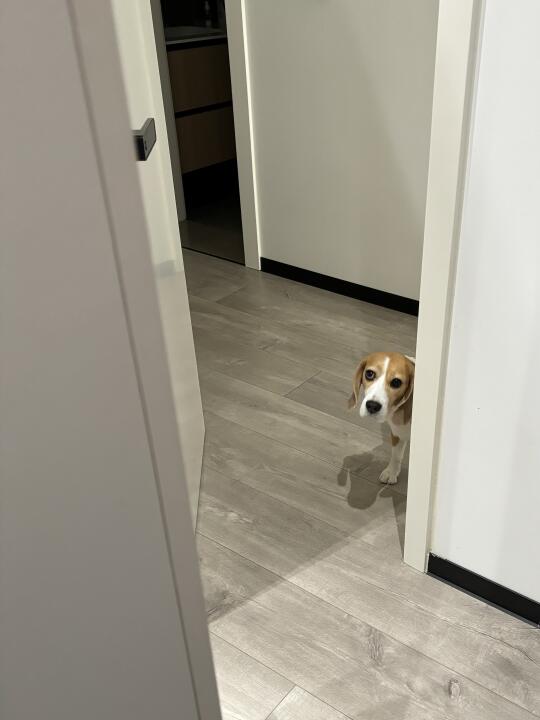 犯错小比