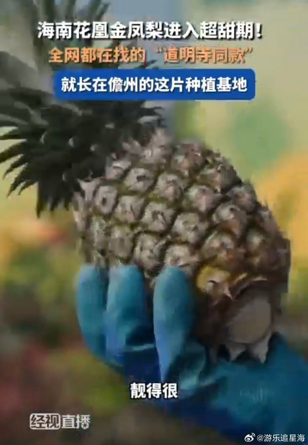 我在吃这方面的执行力 【从田间到心间：凤梨的安心品质】海南儋州凤梨自然成熟，食安