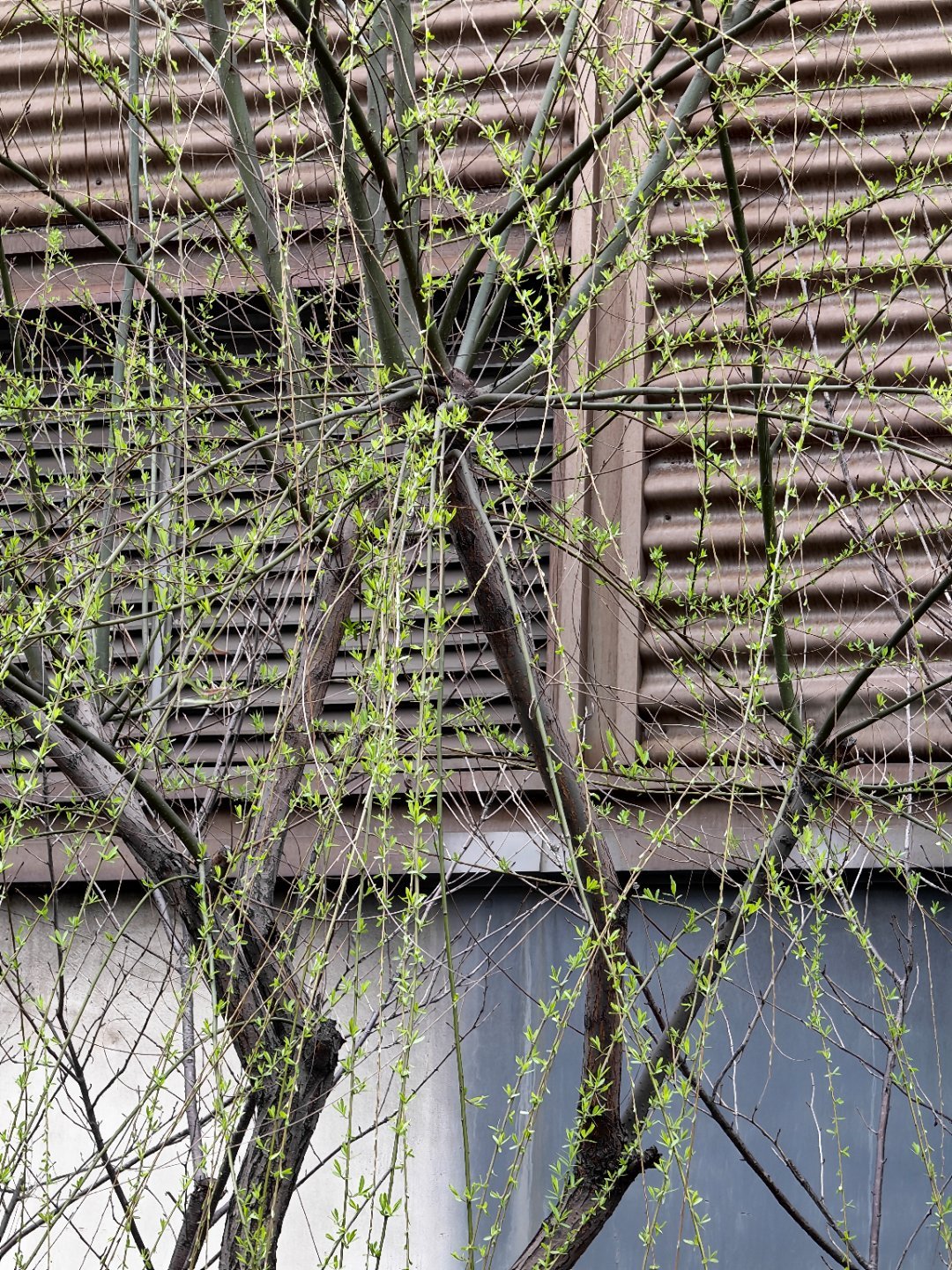 春风杨柳，青风扶面，好搬砖的日子。每天早起打卡 三八妇女节快乐 