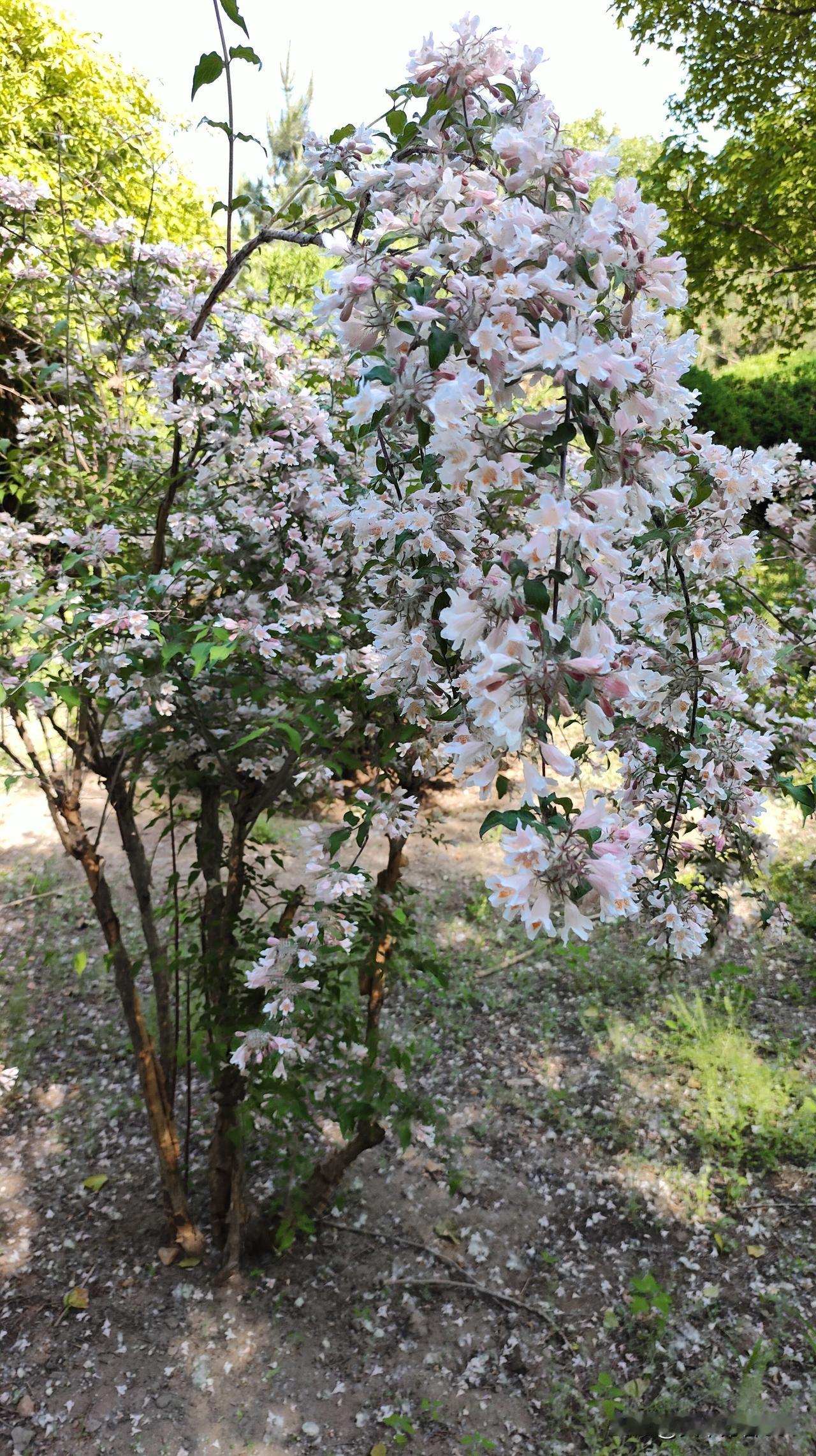 真心话茶局夏季的花开半夏