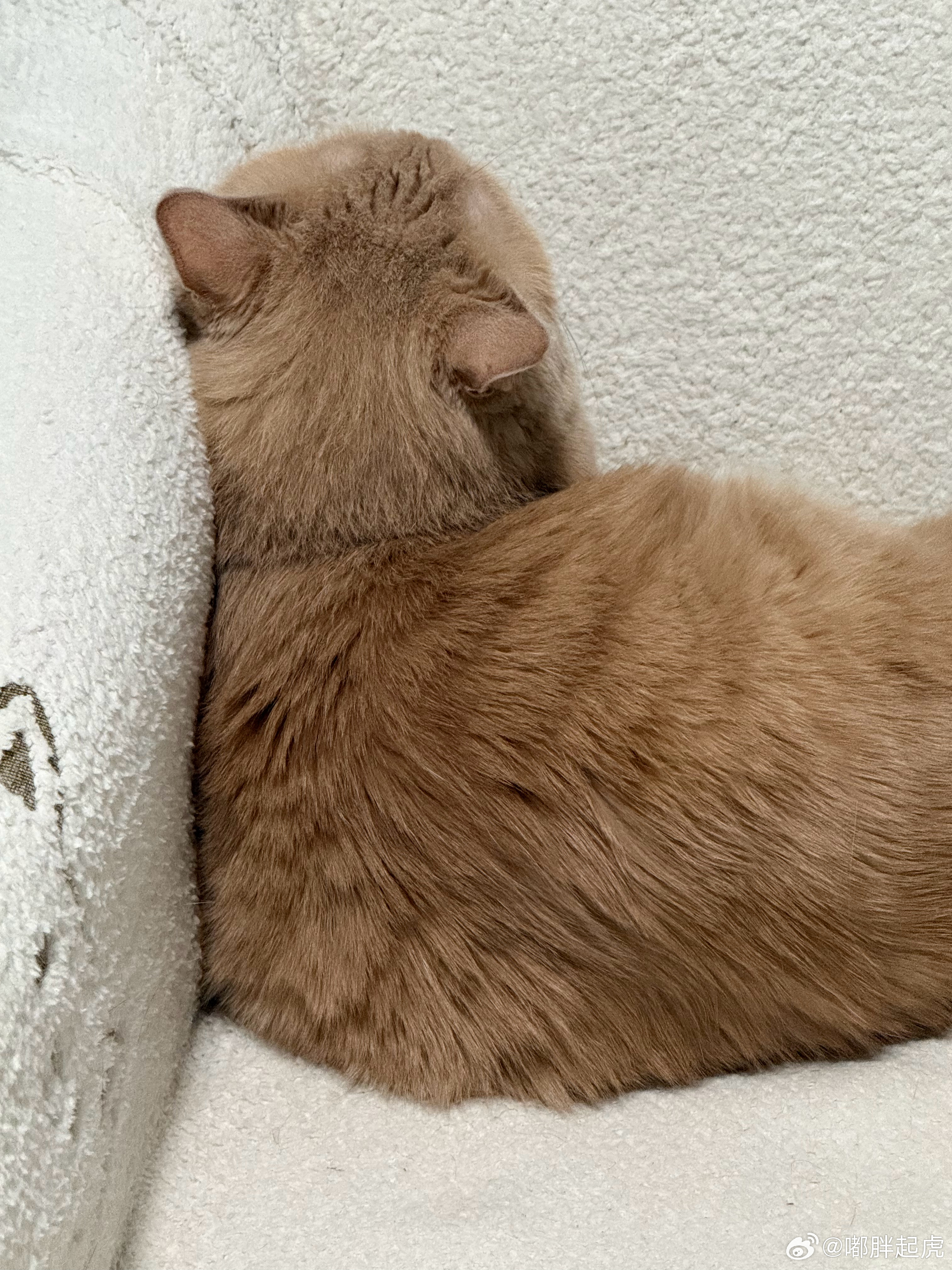 我大抵是疯了，接受不了除了我自己和我的猫孩子以外发出的各种声音 ​​​