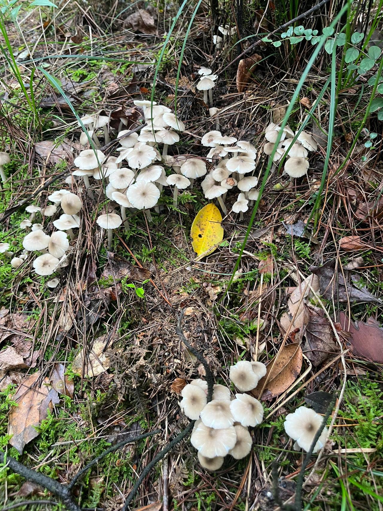 这是什么菌子，有朋友知道吗？能不能吃