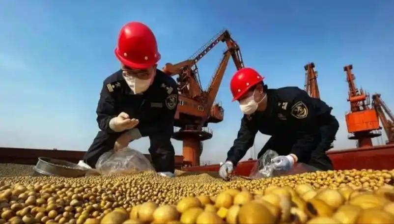 6.9万吨巴西大豆，等着进压榨厂变成豆油和饲料，直到抽样检测报告出来——货舱里混