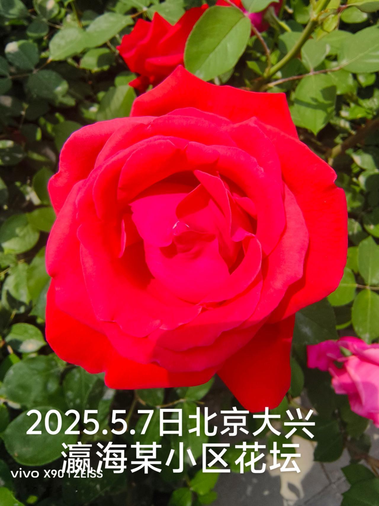 月季花开正当时丨正是赏花好时节，金色五月阳光灿烂的日子