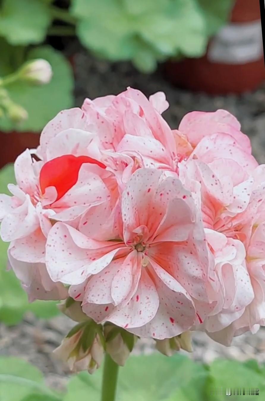 今天气温又回升了，不那么冷啦，适合出去逛逛街，逛逛市场，买买过年需要的东西，吃的