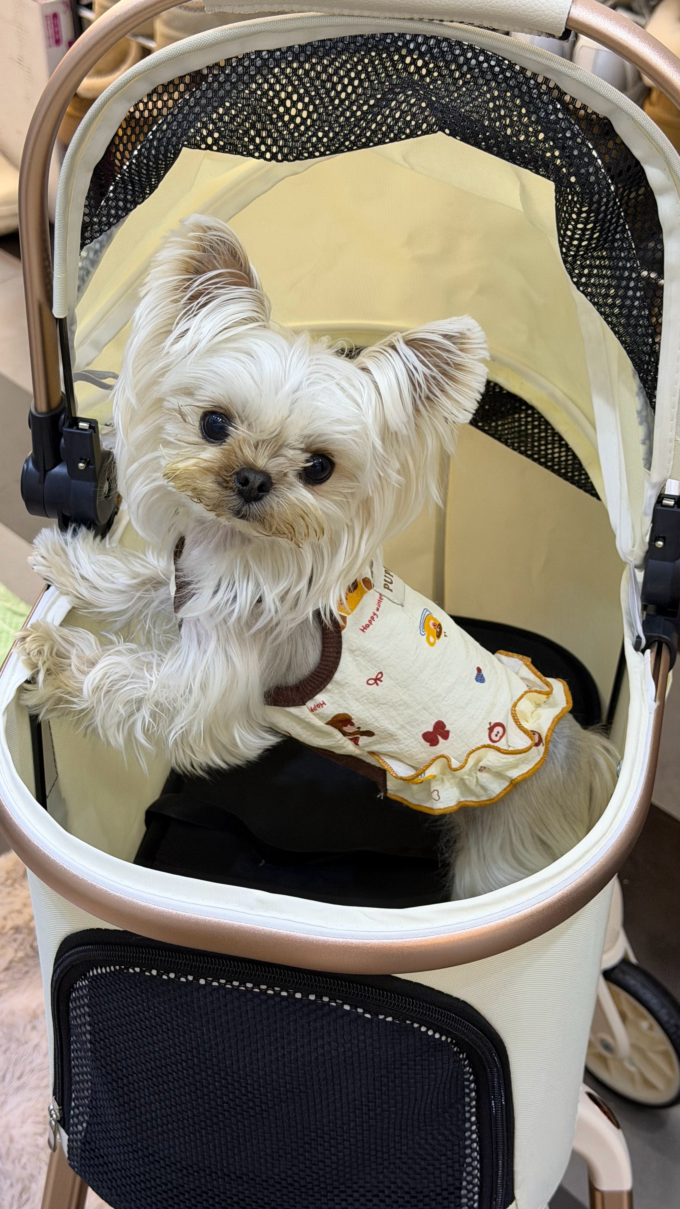 🐟上淘了个宠物推车哈哈刚刚吃完饭的小扎 嘴巴脏哦 