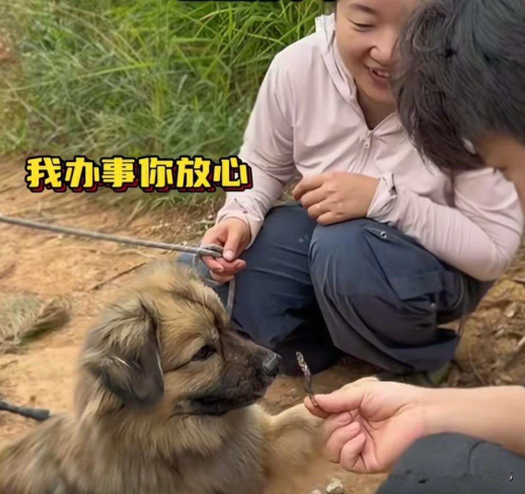 用狗当寻宝高手，帮南翔挖到名贵乌灵他要做一道千金百味汤，别的食材全都备齐了，就差