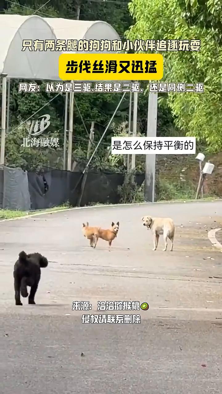 只有两条腿的狗狗和小伙伴追逐玩耍，步伐丝滑又迅猛。
北海融媒。
网友：以为是三驱