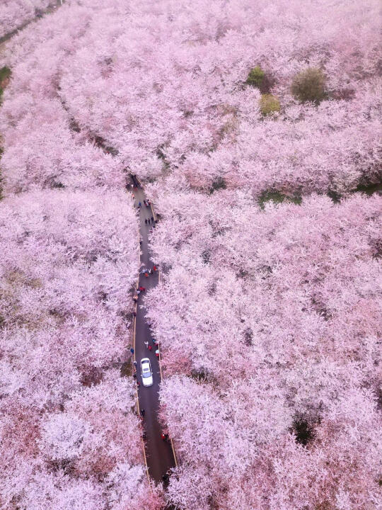 真没人宣传吗？贵州绝美樱花徒步，封神了！