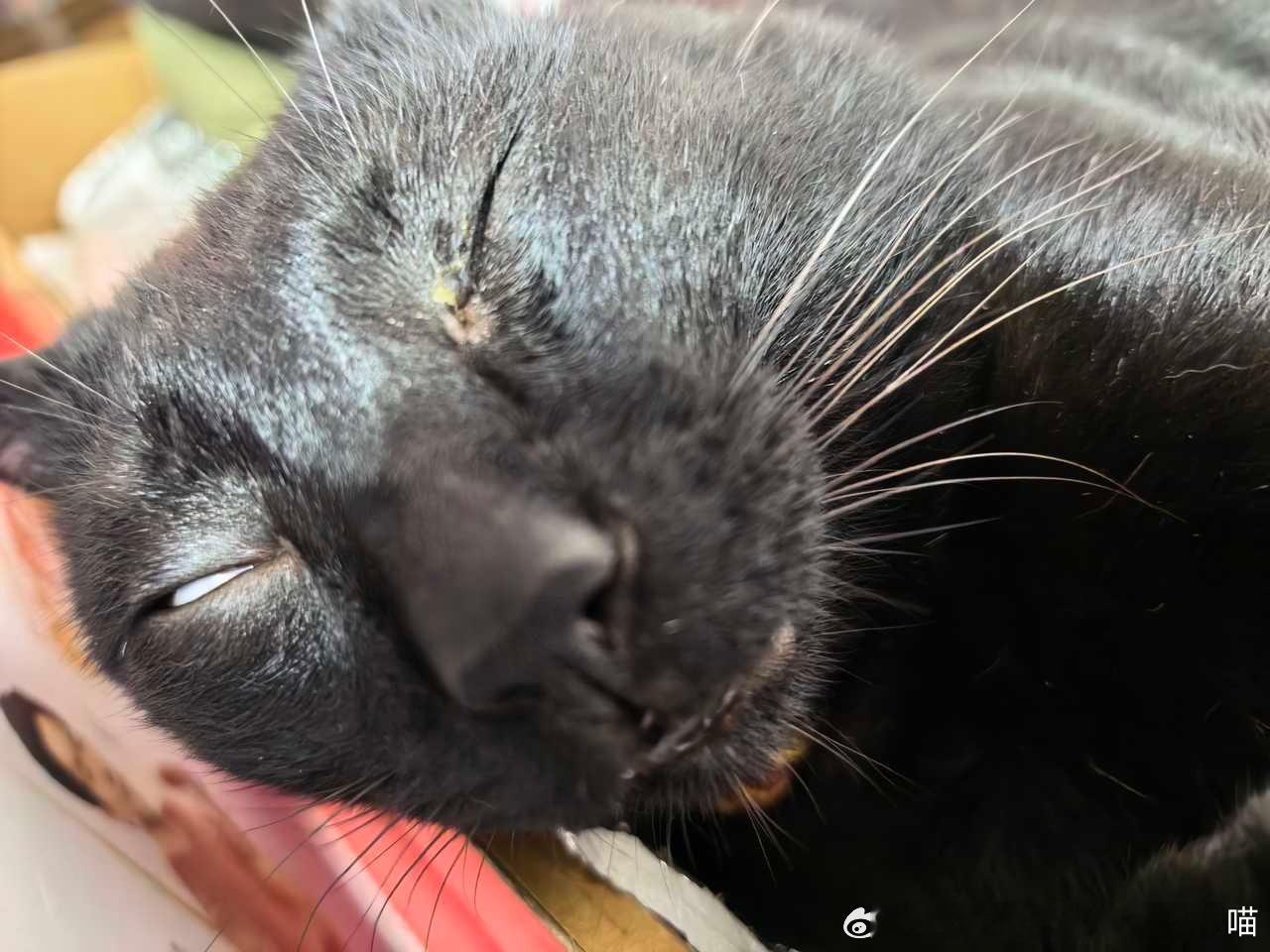 49454【丑猫】学校打印站的雷霆大丑猫，顺带此咪名为羊肉串 