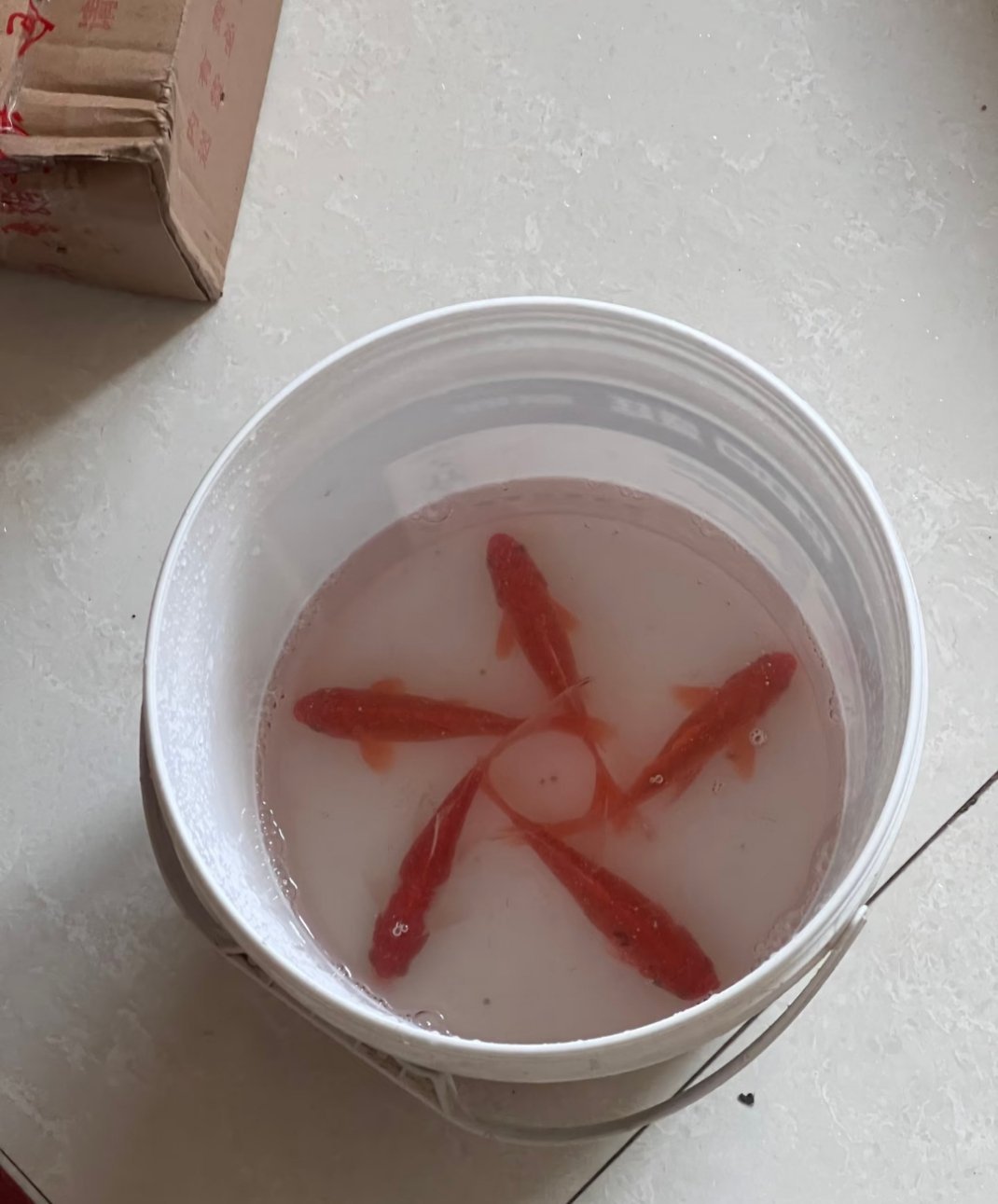 什么情况，家里新买的鱼没有人为挑动，自己就这样了 