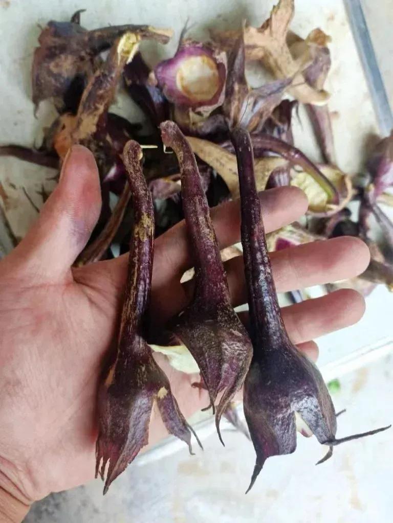 没想到吧茄子蒂也能吃！第一次吃，你吃过吗？

今天去一个朋友家做客，他们夫妇都从