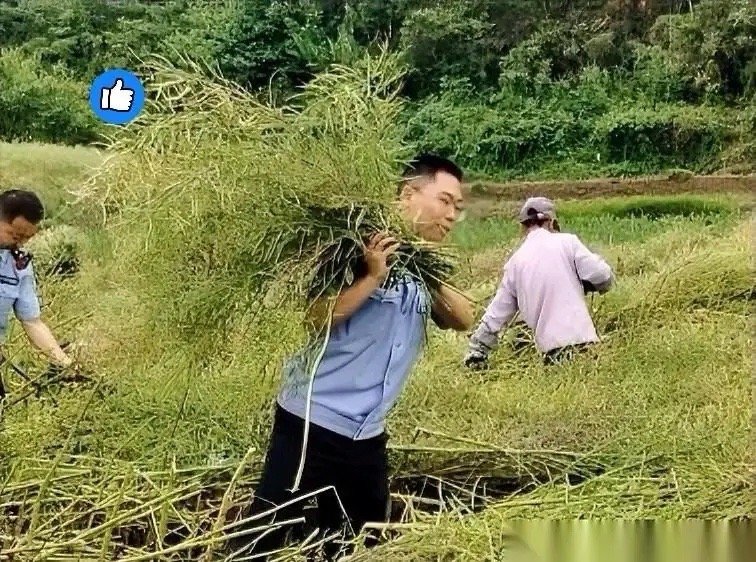 上人民日报了！湖北，远安一户村民种的油菜成熟，由于自己的腿脚不便，油菜全倒在了地