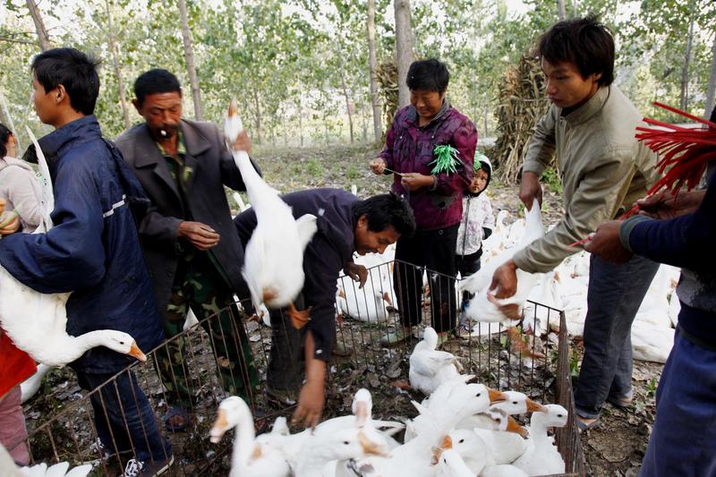 网上那个因凤鹅落泪的视频太戳人了。视频里，那人夹起凤鹅，说“这像我老家的凤鹅”，