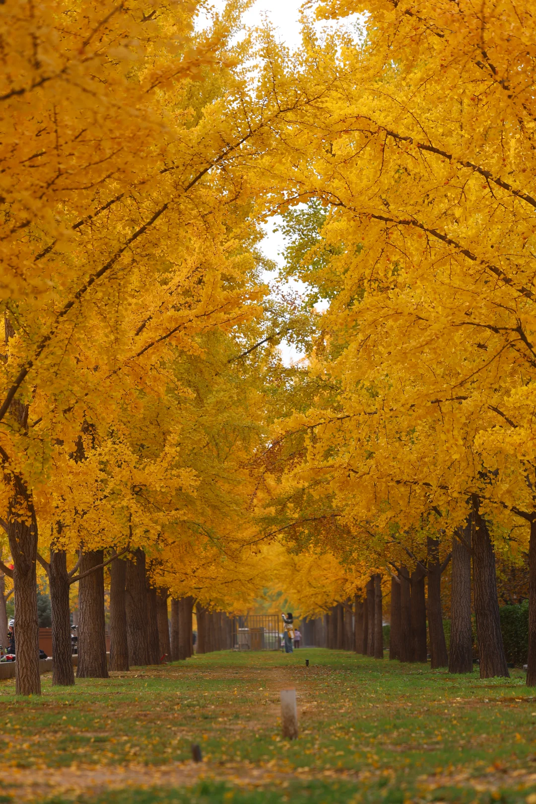 10.31中华民族园实况，小众银杏赏秋，也黄了