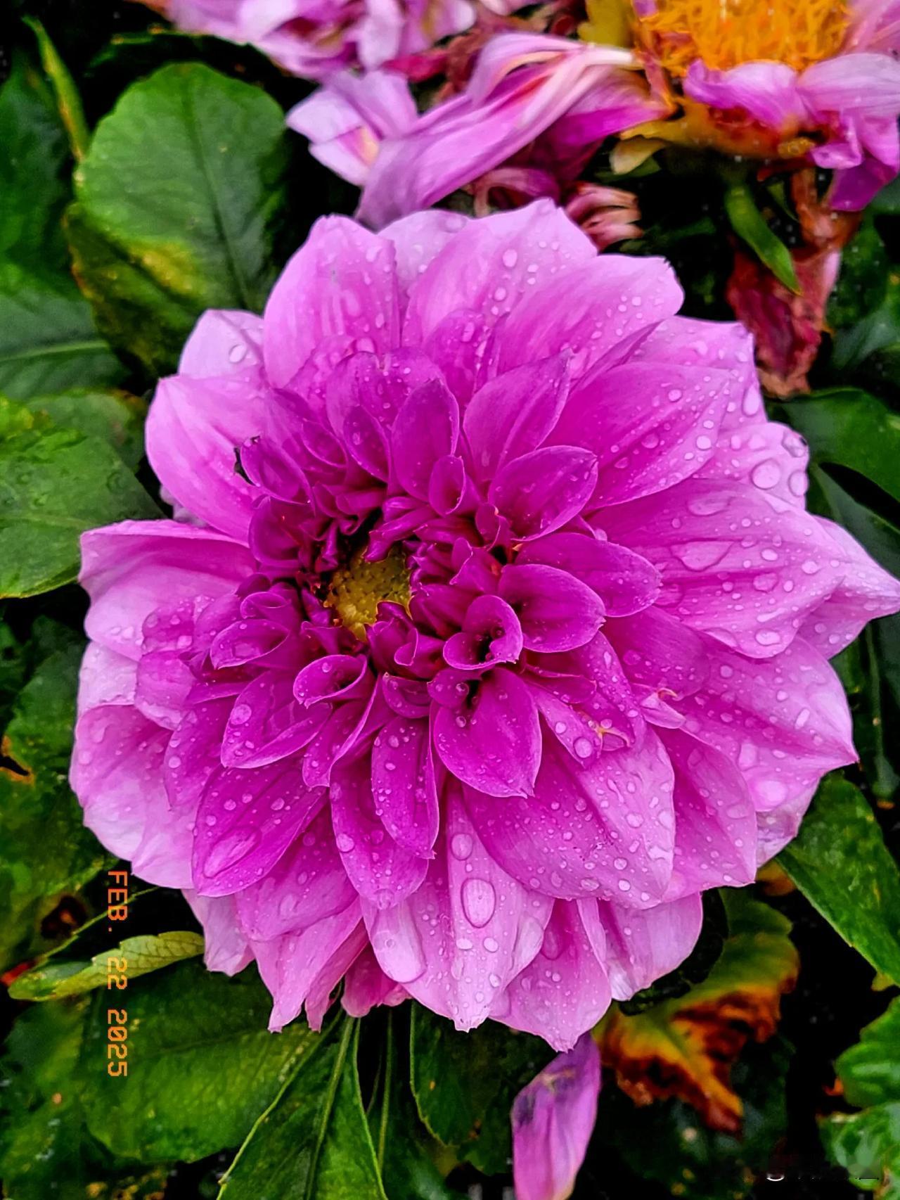 春雨中的大丽花
春雨如丝织锦章，轻披翠野绽幽芳。
大丽娇容含玉露，绯英嫩蕊沐清光